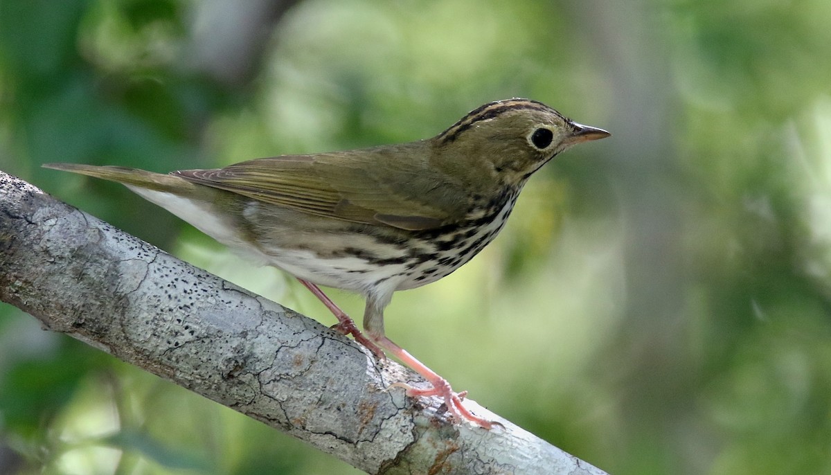 Ovenbird - Pavel Parkhaev