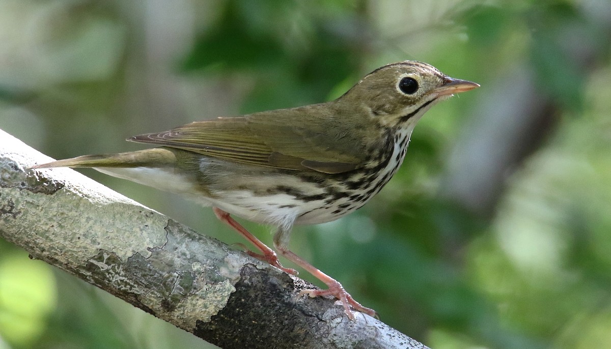 Ovenbird - ML553455701