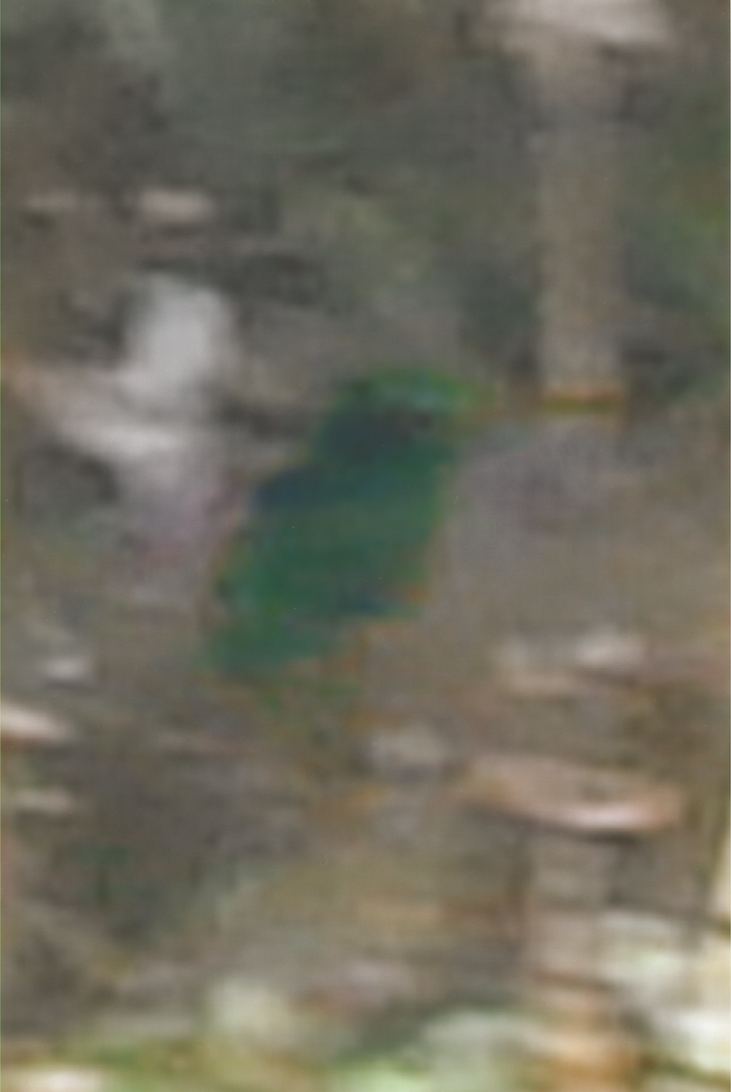 kolibřík zelený - ML55345751
