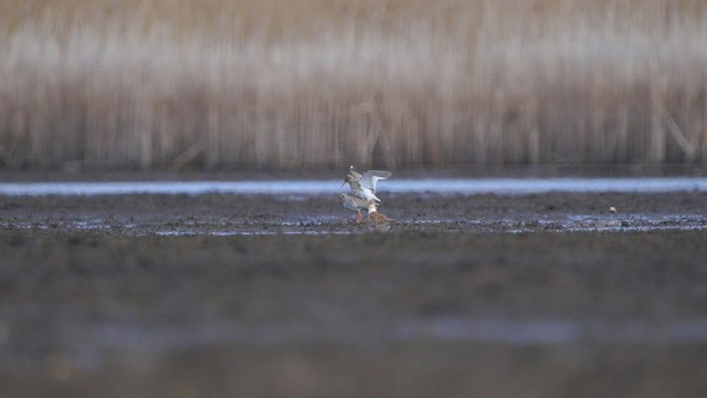 Common Redshank - ML553458371