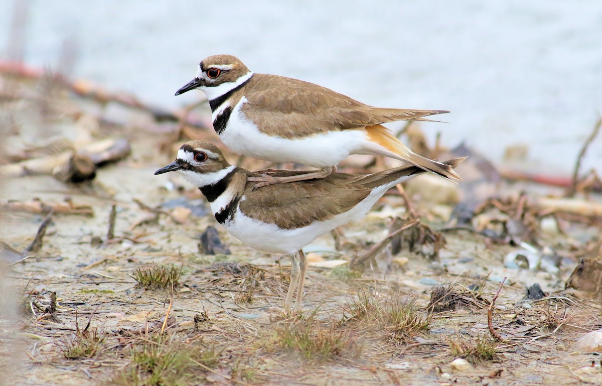 Killdeer - ML553458961