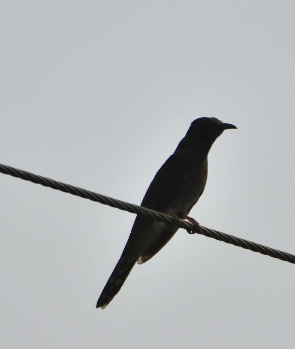 Gray-bellied Cuckoo - ML553460761