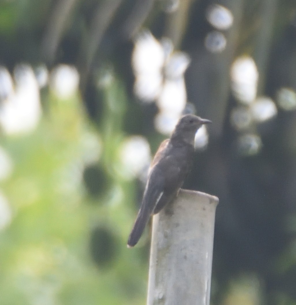 Gray-bellied Cuckoo - ML553460771