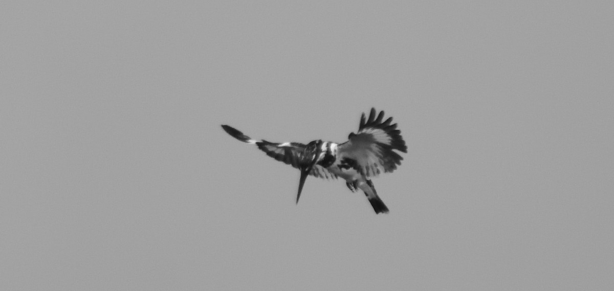 Pied Kingfisher - ML553461201