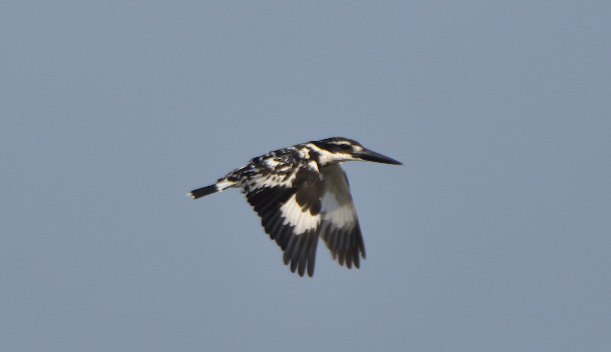 Pied Kingfisher - ML553461221