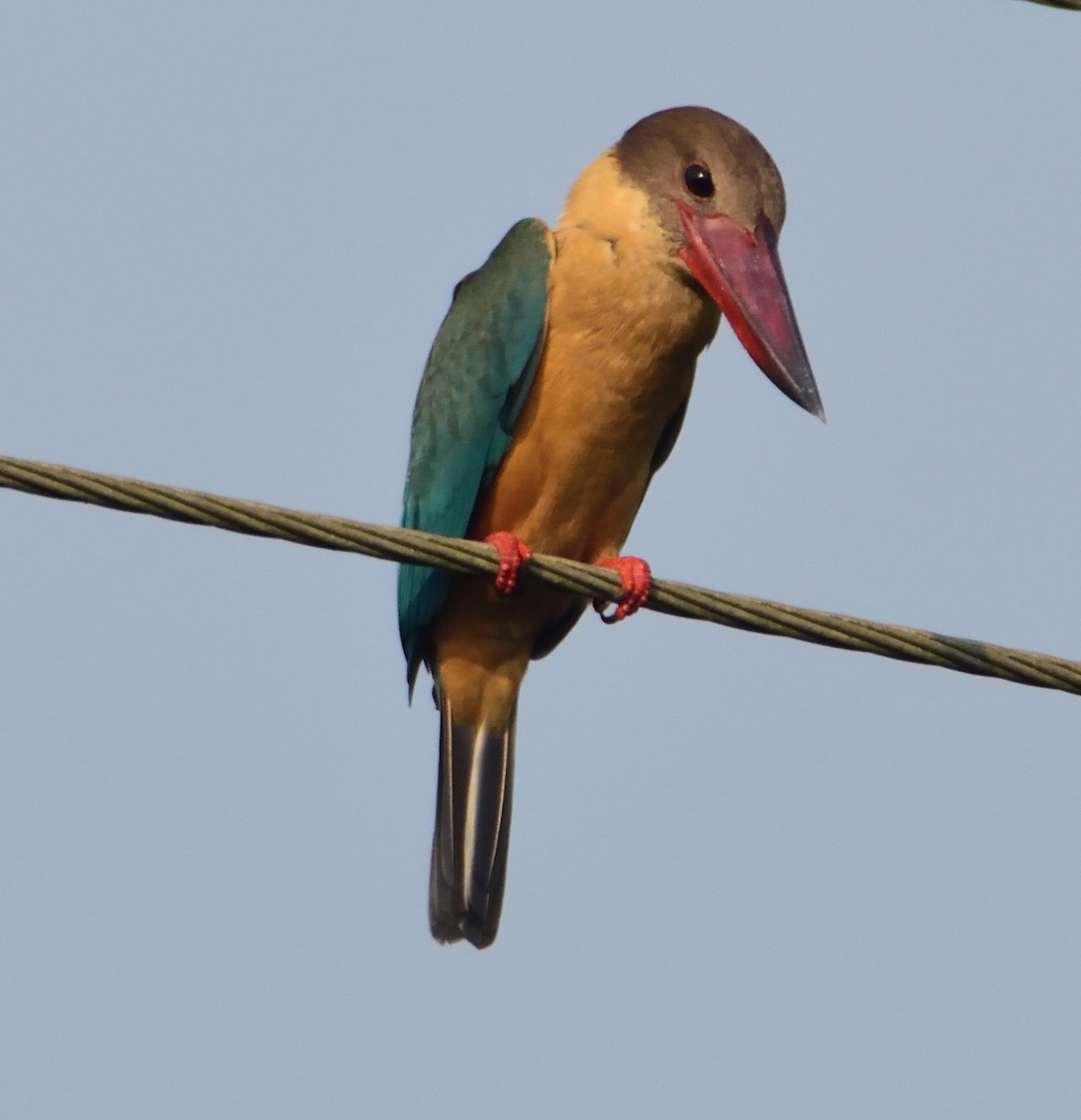 Stork-billed Kingfisher - ML553461421