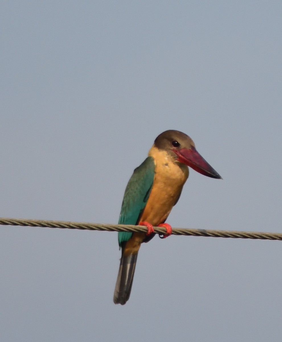 Stork-billed Kingfisher - ML553461431