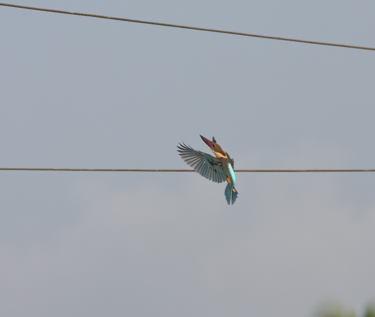 Stork-billed Kingfisher - ML553461451