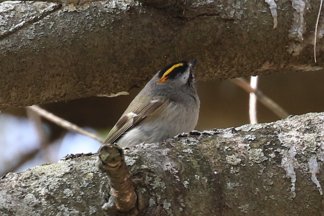 Golden-crowned Kinglet - ML553462261