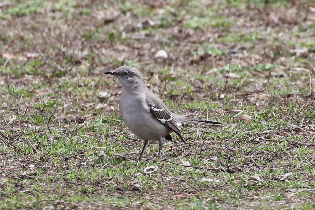 Northern Mockingbird - ML553462341