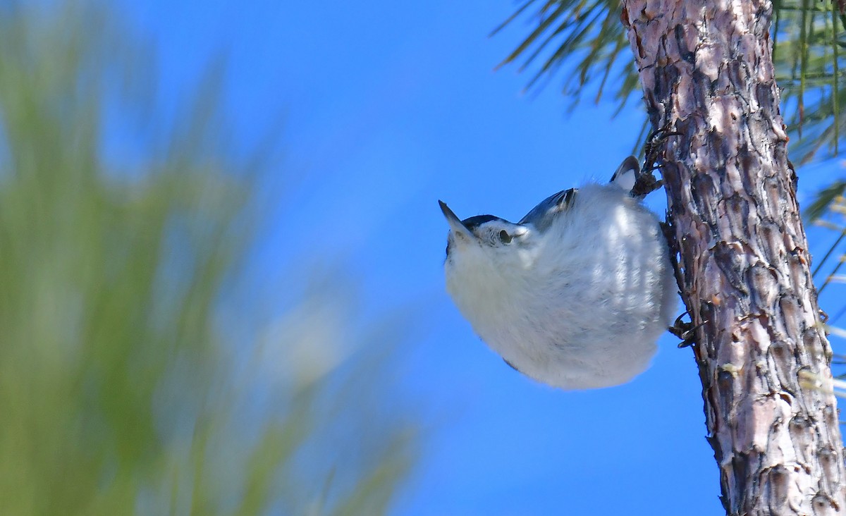 White-breasted Nuthatch - ML553463531