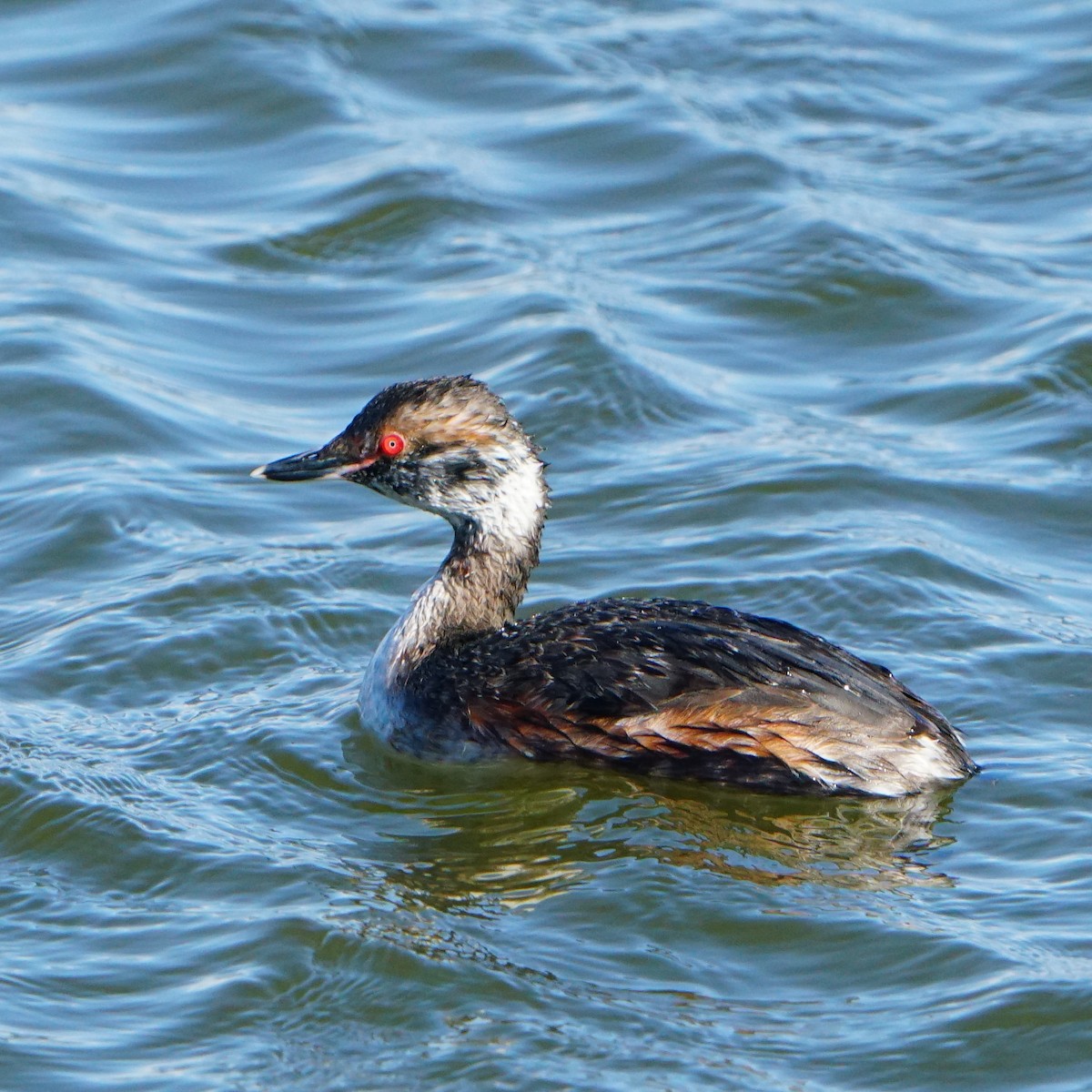 Horned Grebe - ML553464191