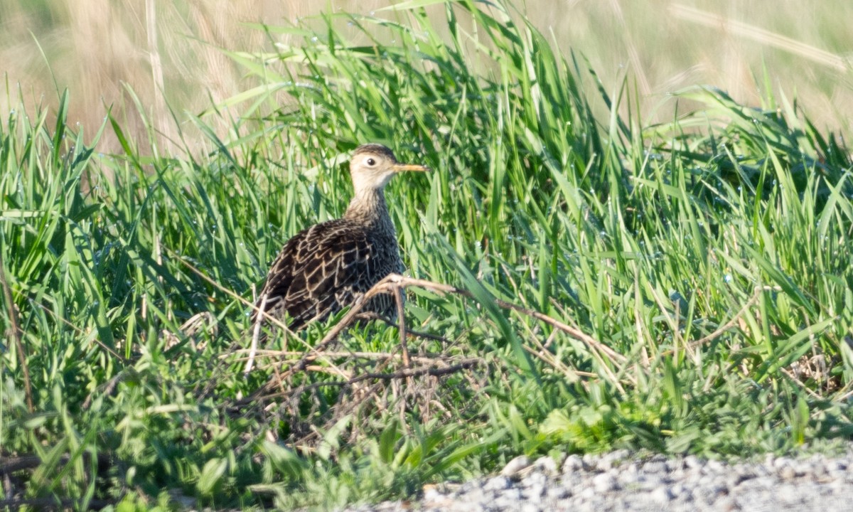 Upland Sandpiper - ML55346691