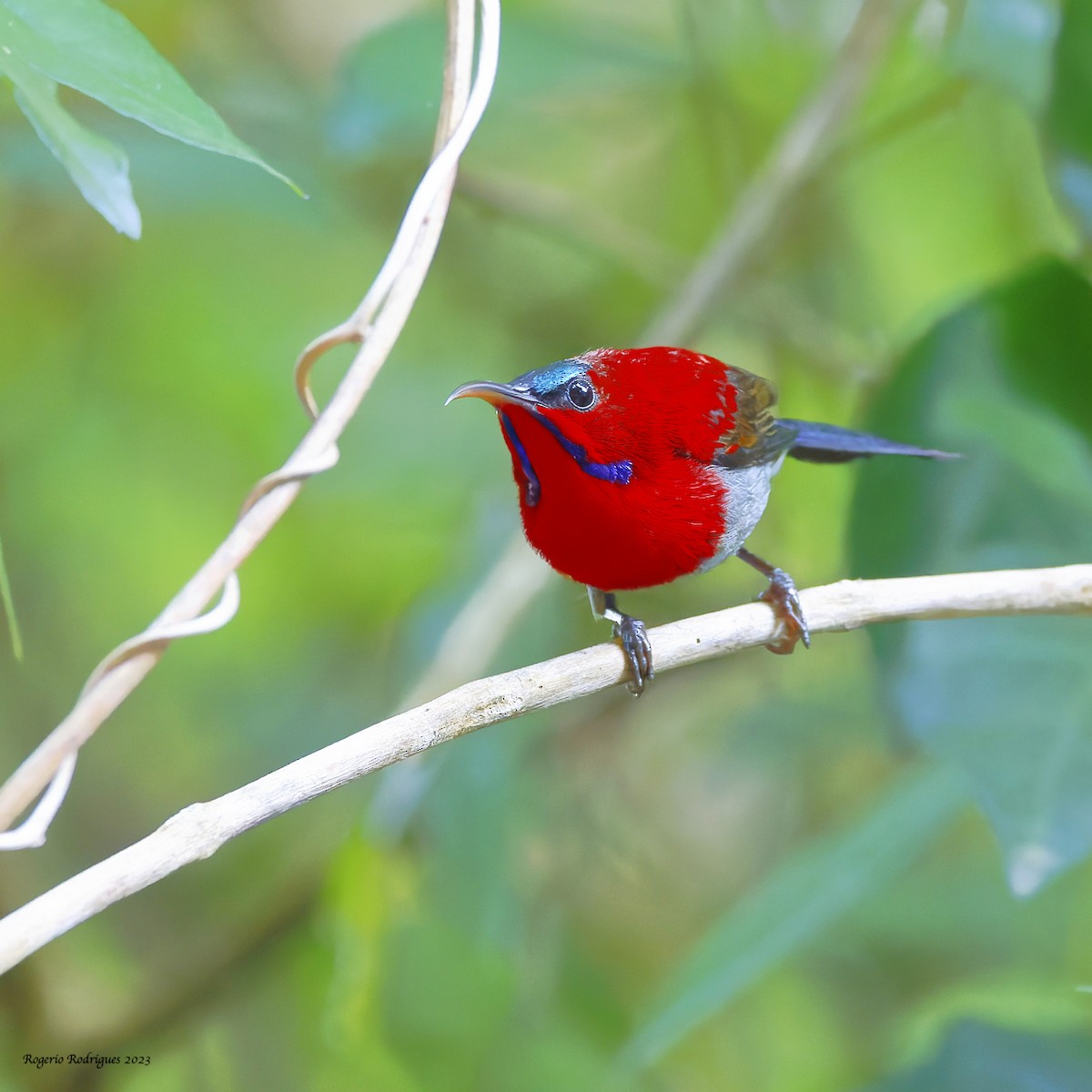 Ornate Sunbird - ML553467421