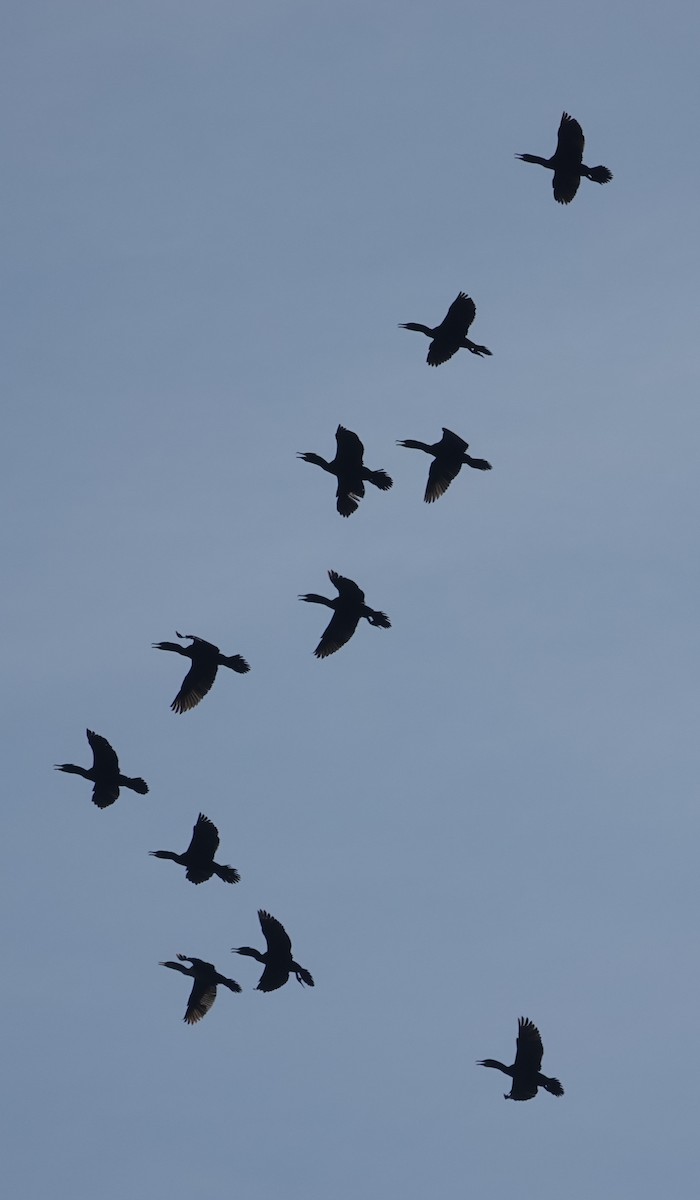 Double-crested Cormorant - ML553468541