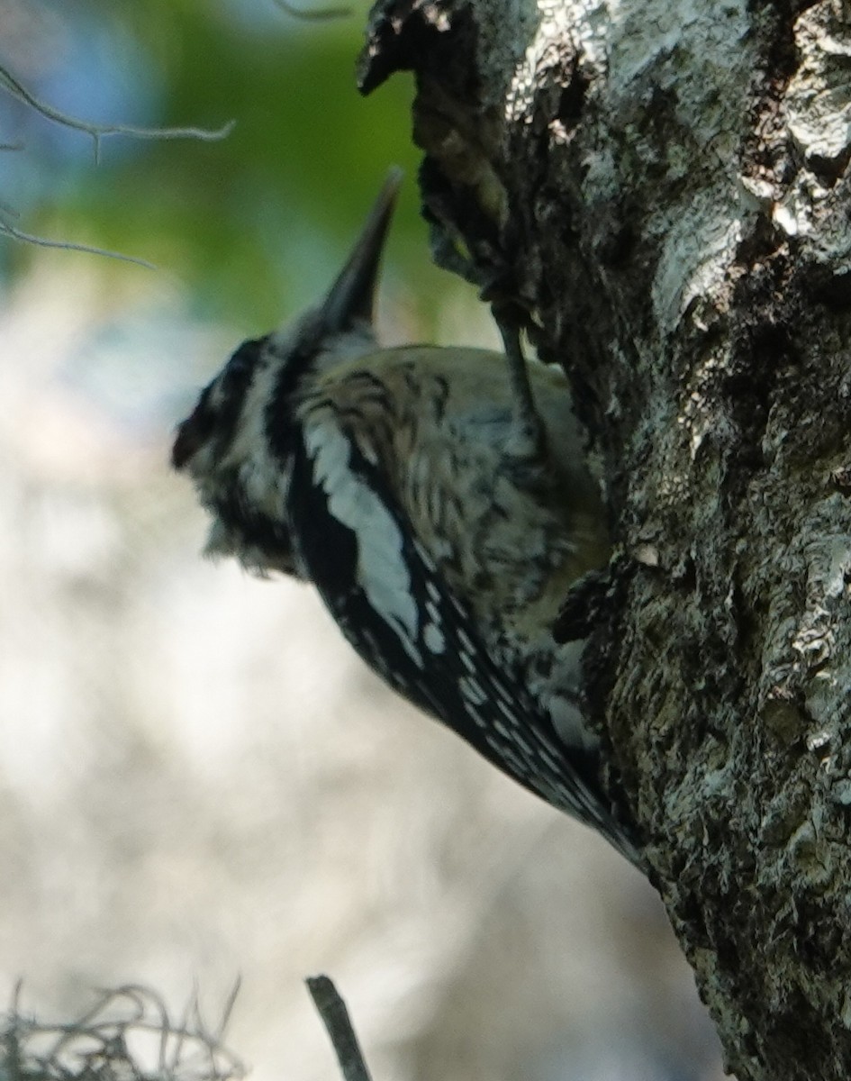 Yellow-bellied Sapsucker - ML553468631