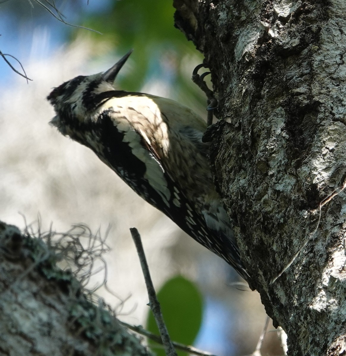 Yellow-bellied Sapsucker - ML553468761