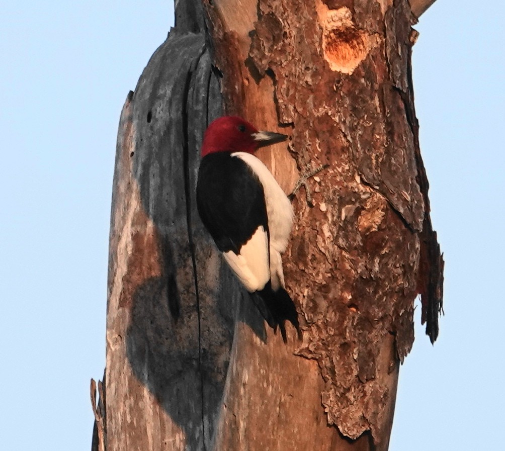 Red-headed Woodpecker - ML553468801