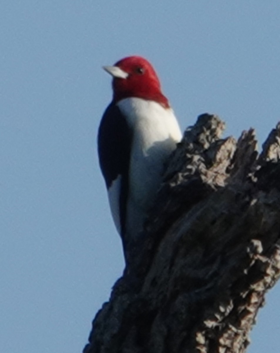 Red-headed Woodpecker - ML553468811