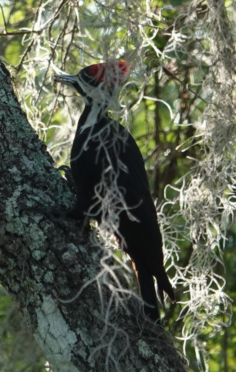 Pileated Woodpecker - ML553469011