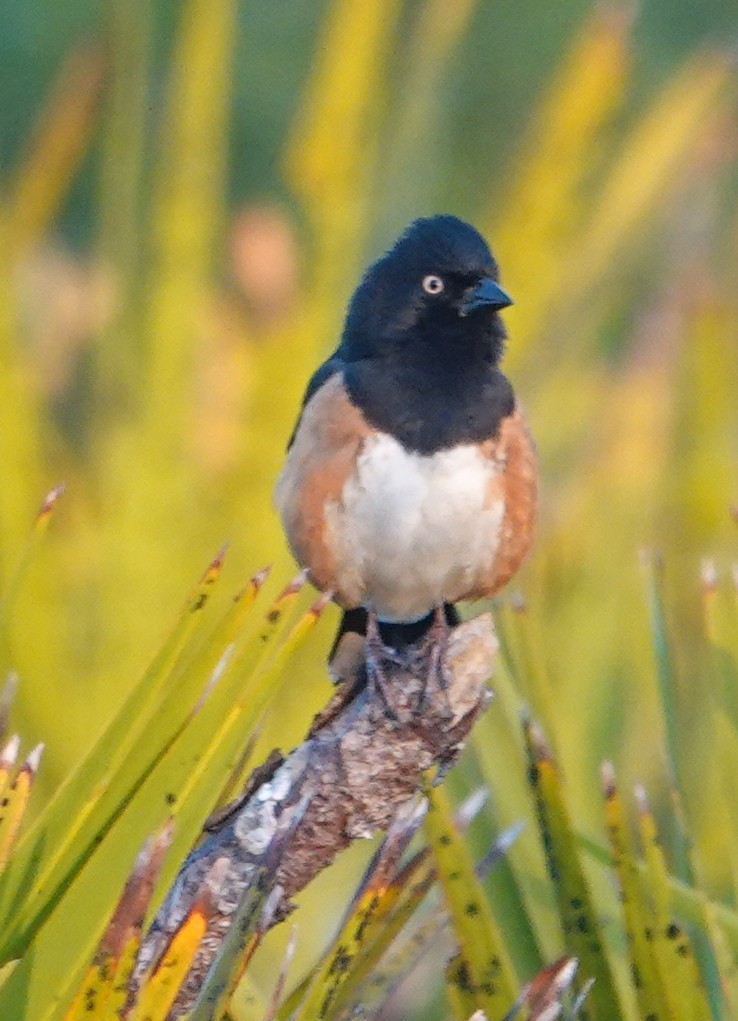 Eastern Towhee - ML553469121