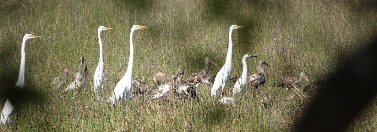 White Ibis - ML553469291