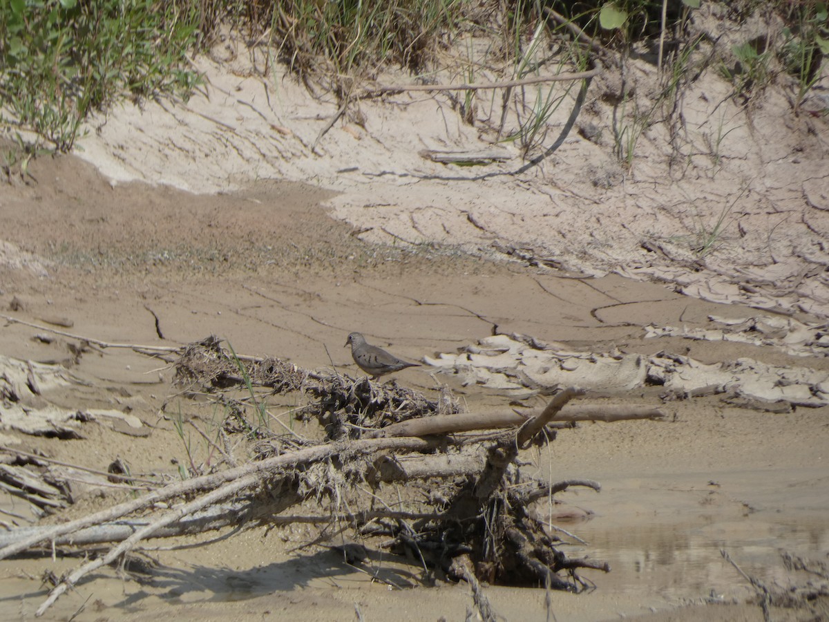 Common Ground Dove - ML553470371