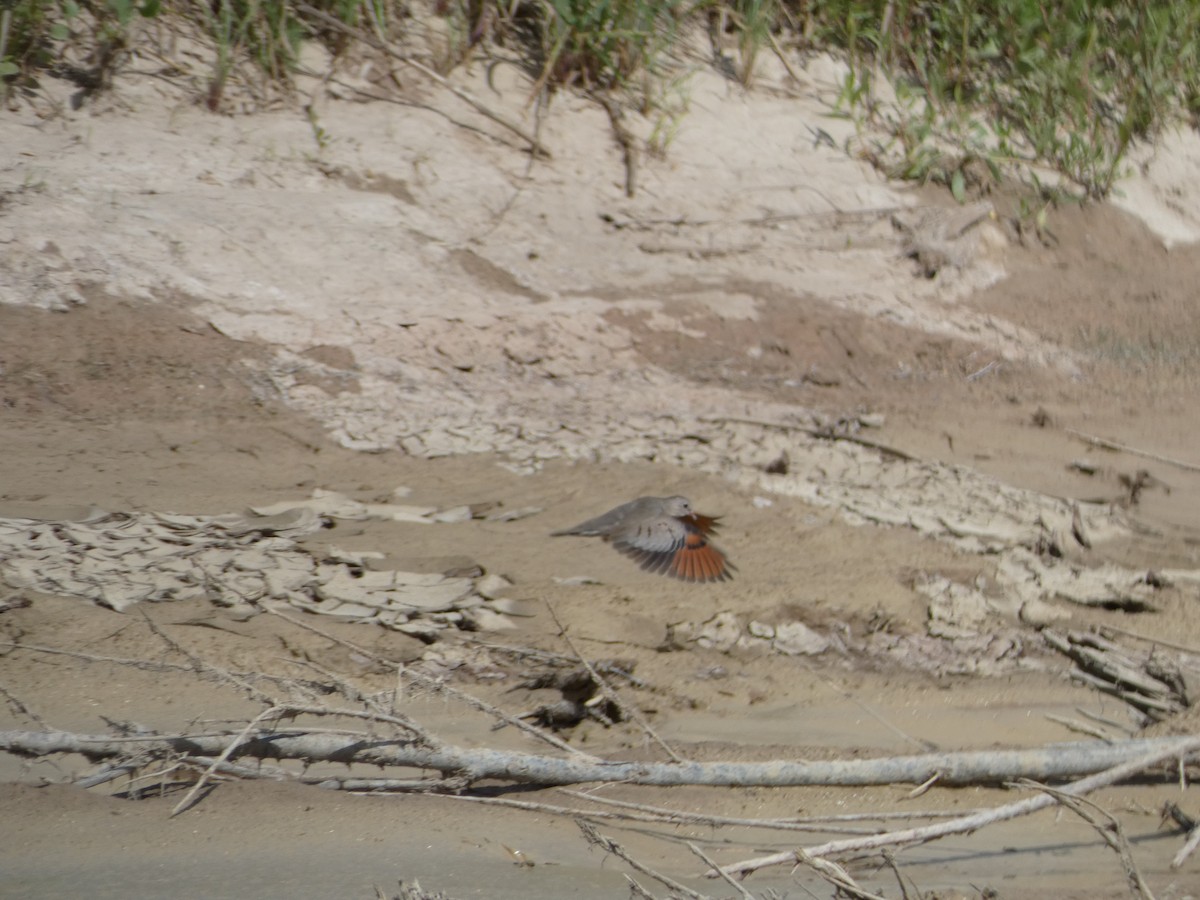 Common Ground Dove - ML553470401