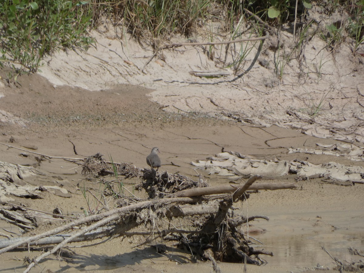 Common Ground Dove - Amanda Walker