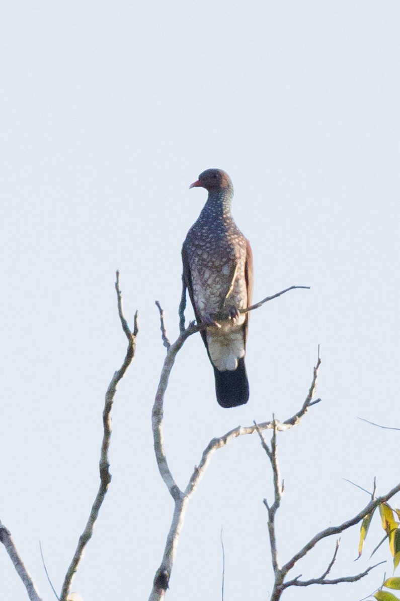 Scaled Pigeon - ML553474121