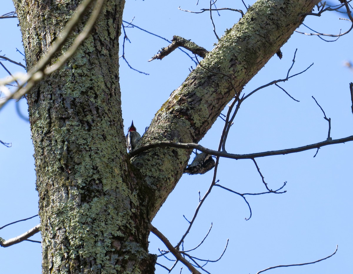 Yellow-bellied Sapsucker - ML553474591