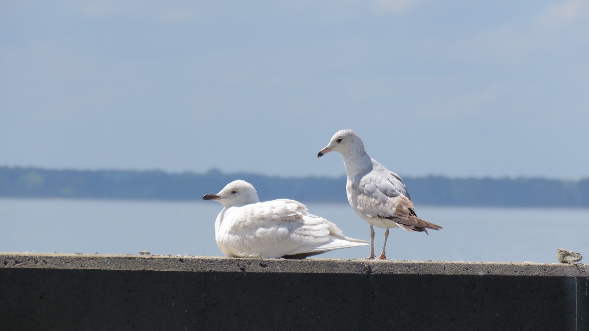 Iceland Gull - ML553476381