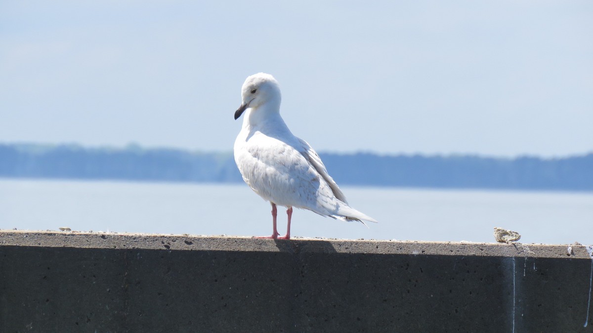 Iceland Gull - ML553476501