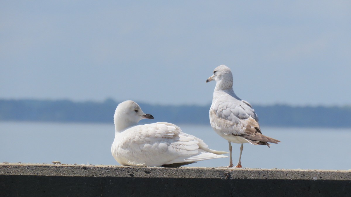 Iceland Gull - ML553477061