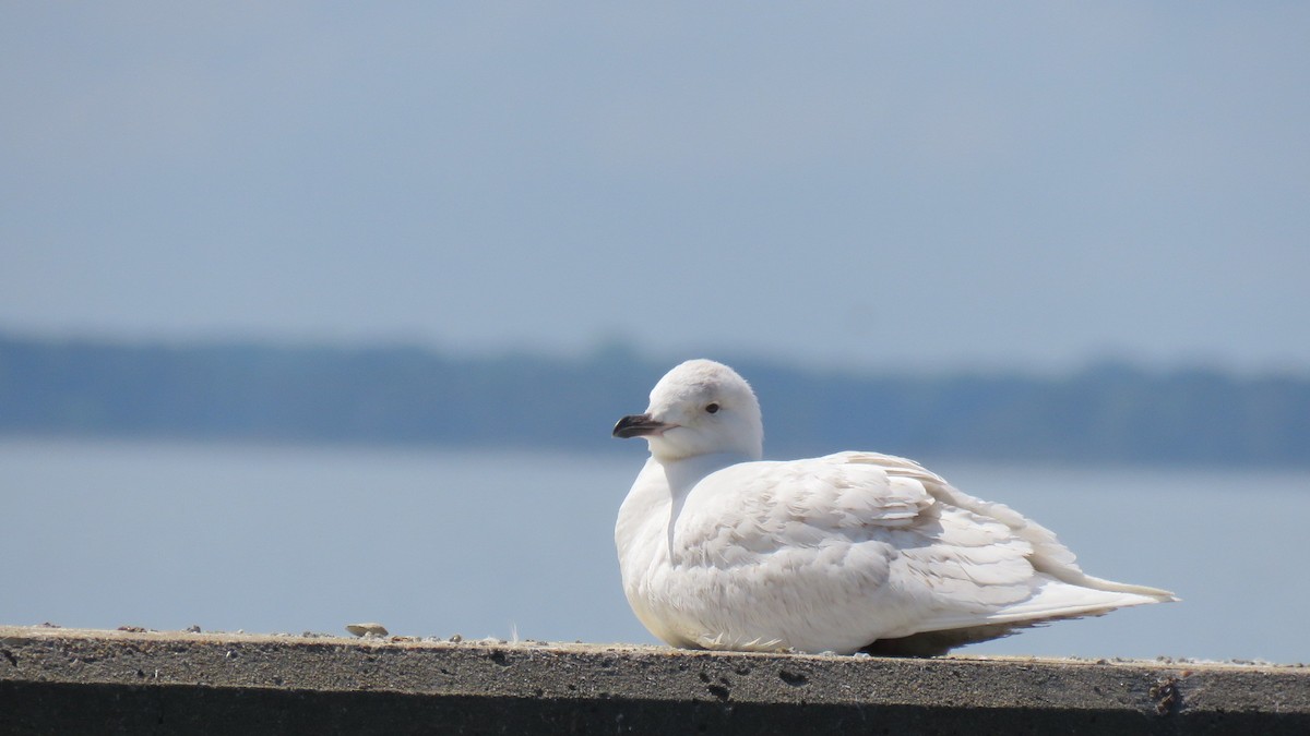Iceland Gull - ML553477101