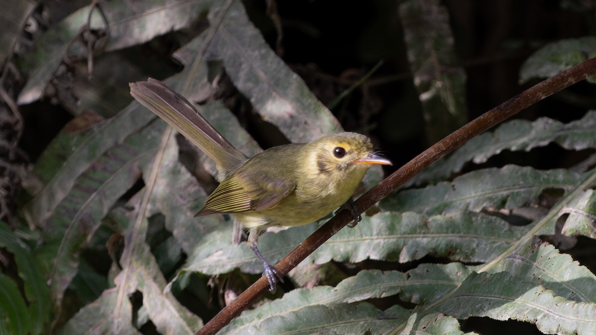 Oustalet's Tyrannulet - Ricardo Mitidieri