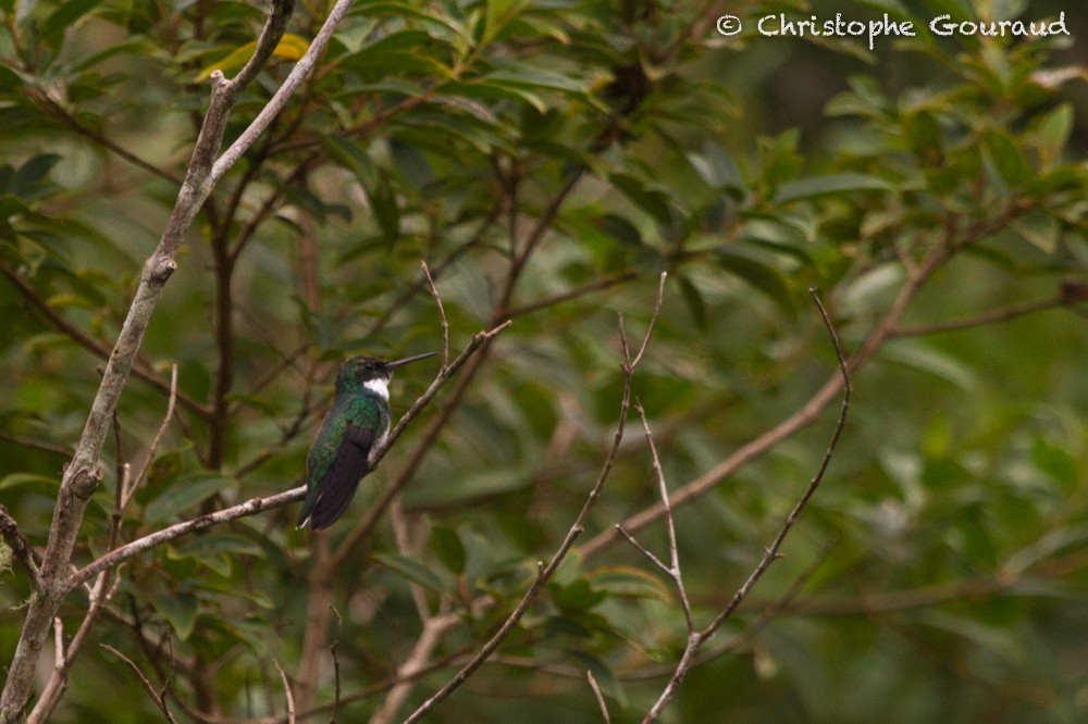 White-throated Hummingbird - ML55347771