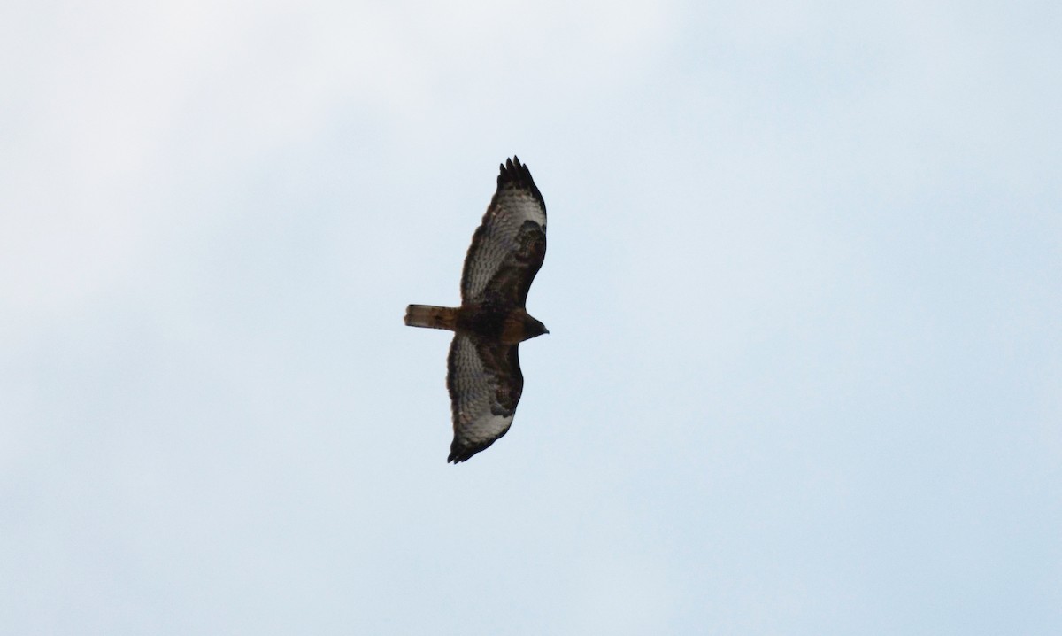 Red-tailed Hawk - ML553478501