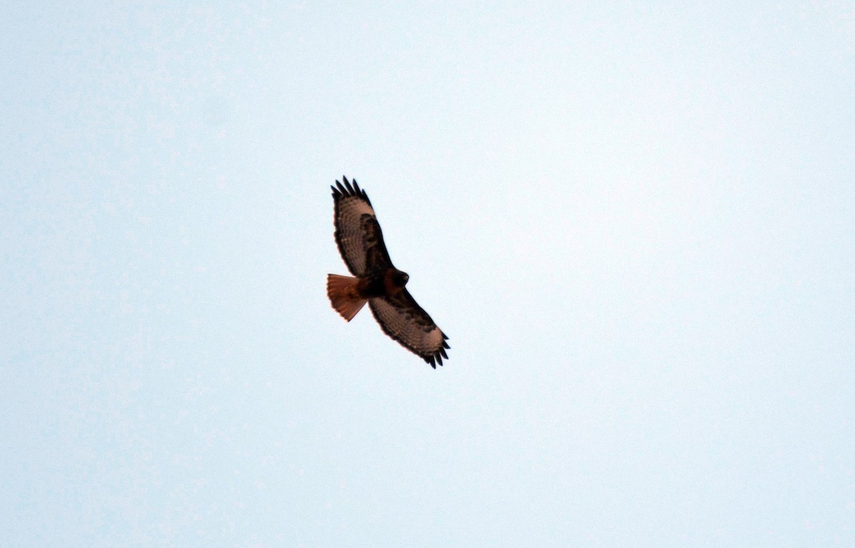 Red-tailed Hawk - ML553478511
