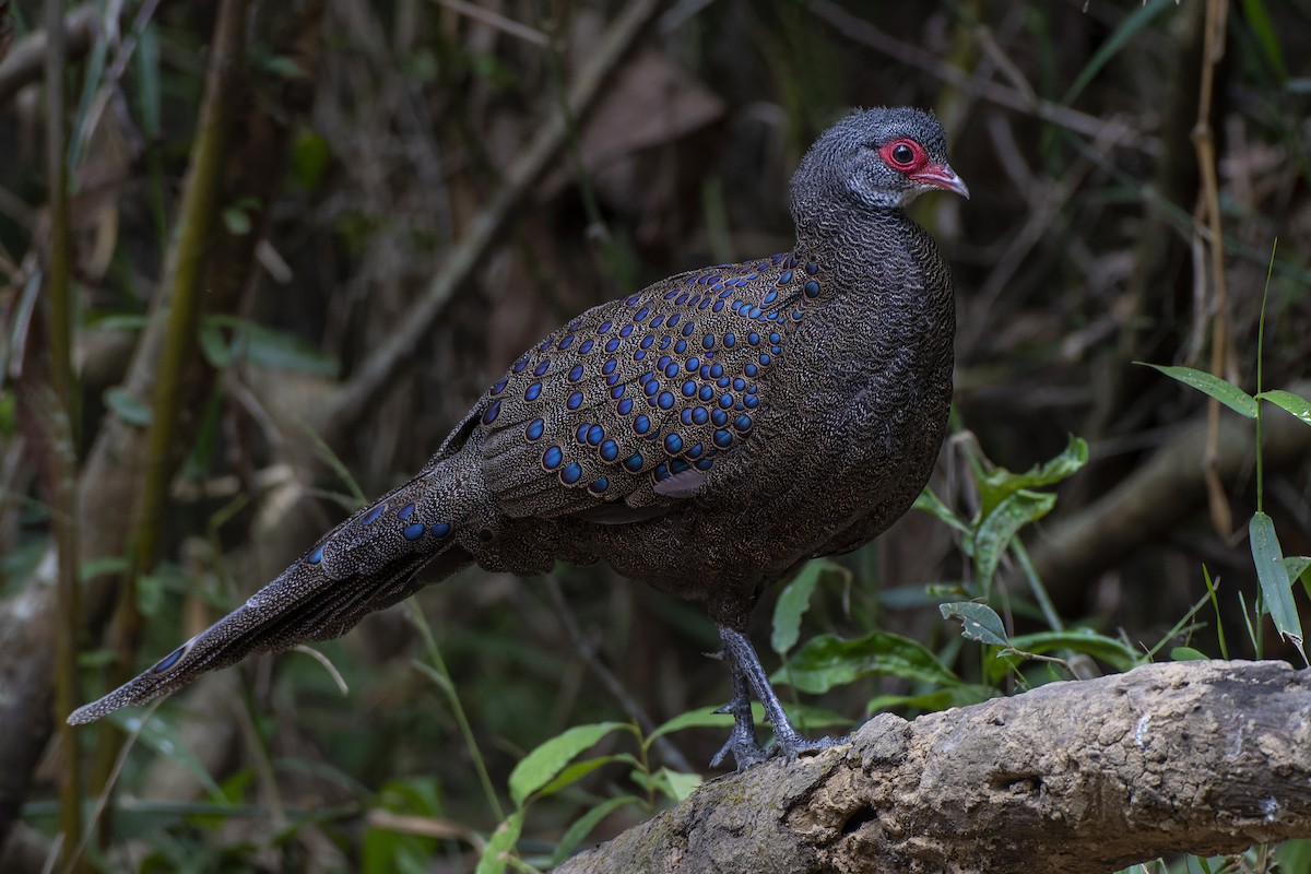 Germain's Peacock-Pheasant - Jeff Maw