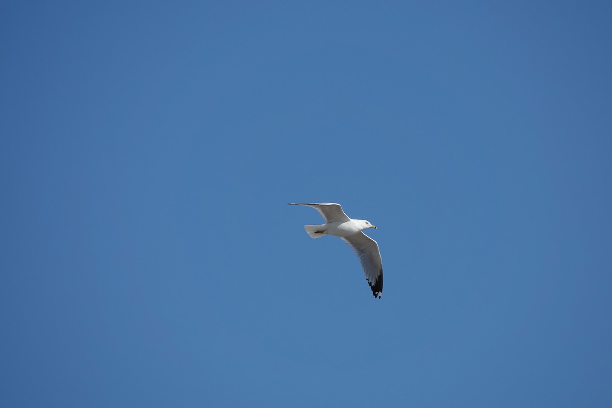 Ring-billed Gull - ML553479371