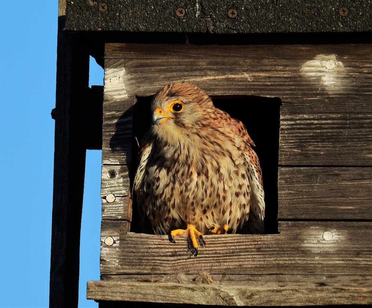 Eurasian Kestrel - Fernando T Rico