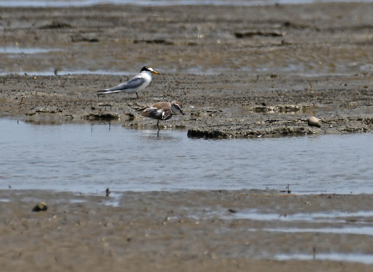 Little Tern - ML553480751