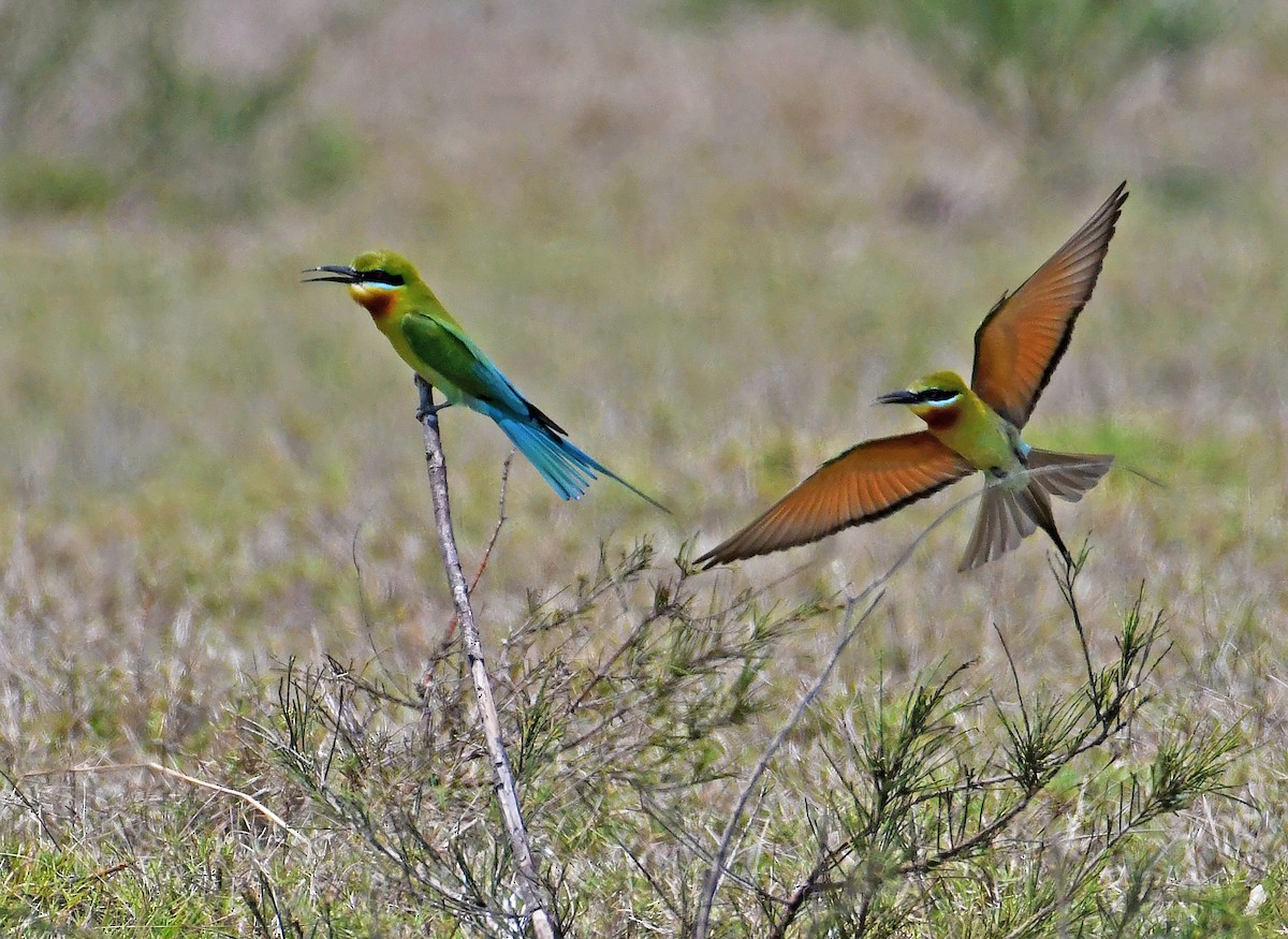 Blue-tailed Bee-eater - Sudipto Shome