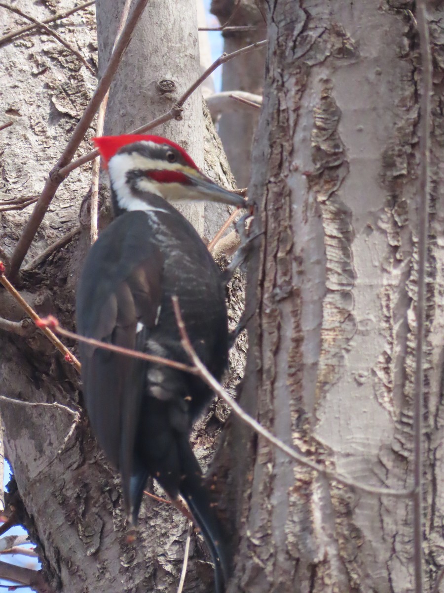 Pileated Woodpecker - ML553481721