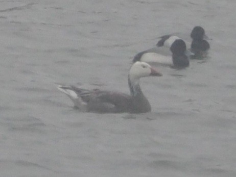 snøgås - ML553482221