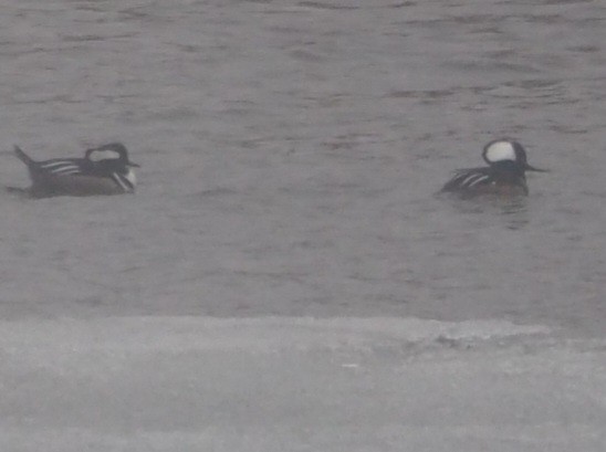 Hooded Merganser - ML553482351