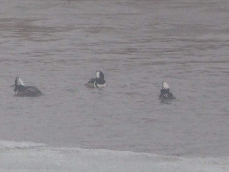 Hooded Merganser - ML553482361