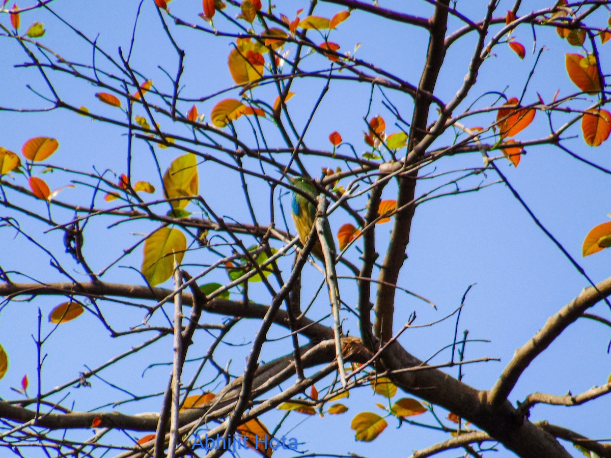 Blue-bearded Bee-eater - Abhijit Hota