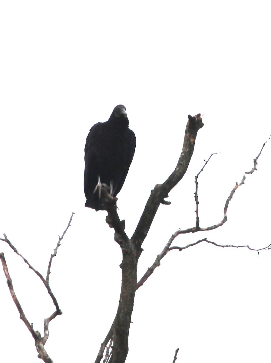 Black Vulture - John Flannigan